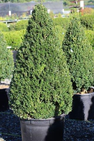Buxus Green Mountain Cone