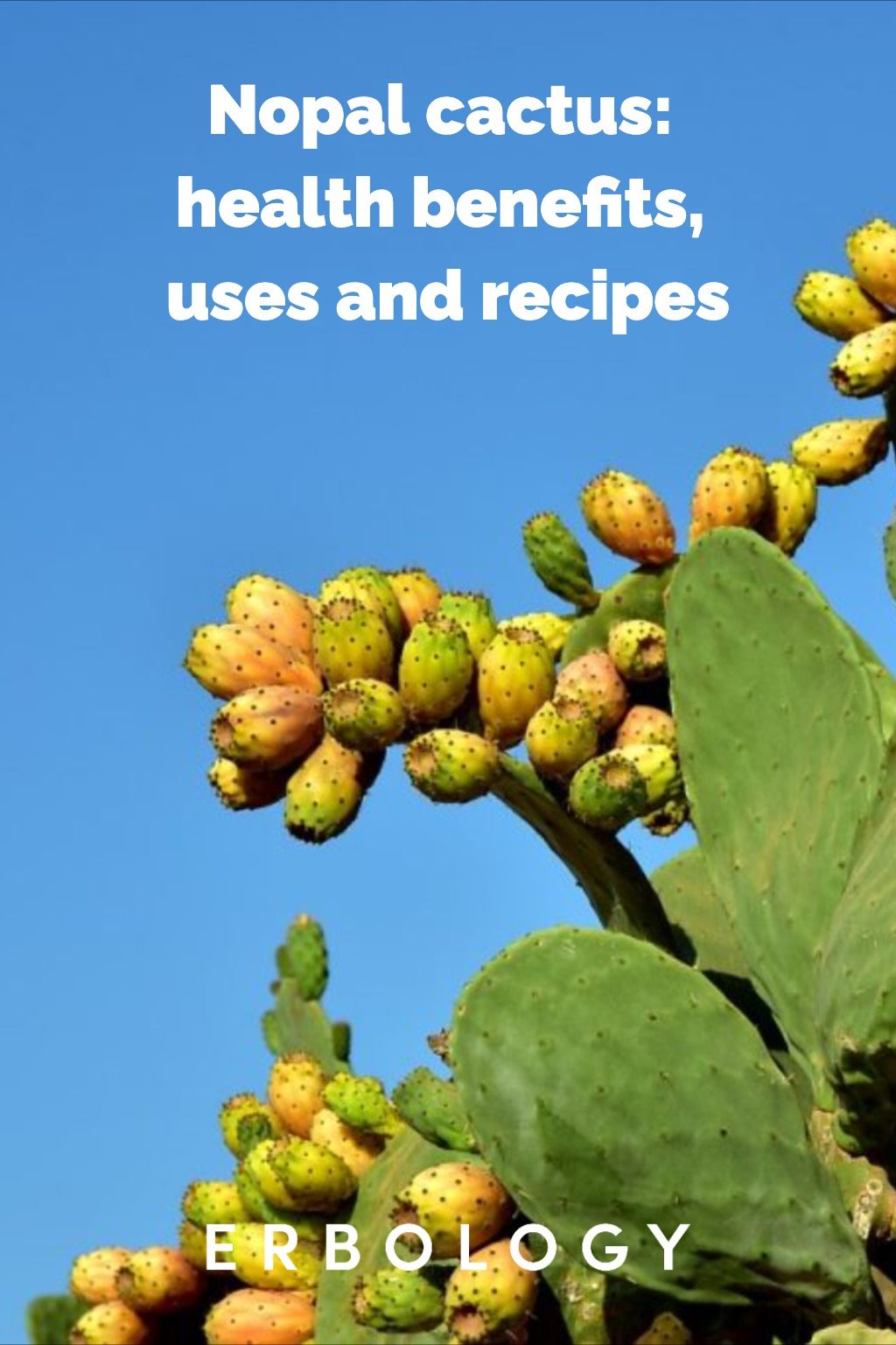 Cactus Plant Benefits: Improved Air Quality