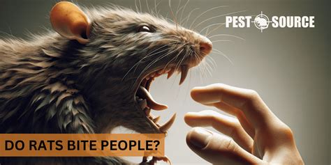 Can Rats Attack Humans