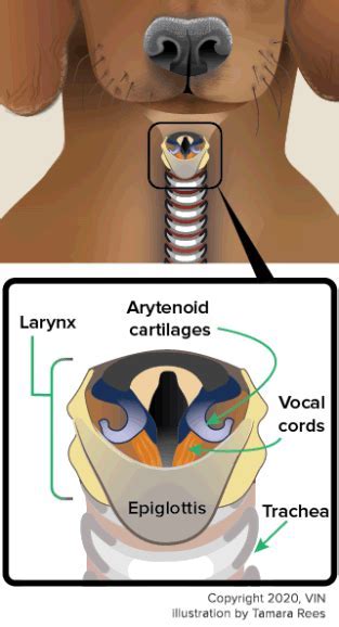 Canine Laryngeal Paralysis Treatment Options