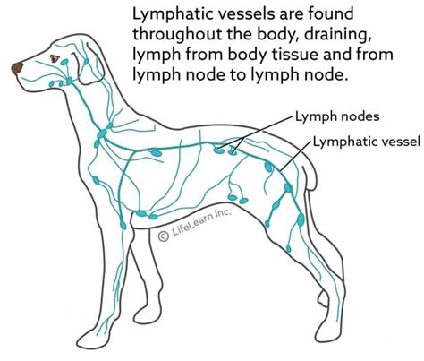 Canine Lymph Nodes: Locations Revealed