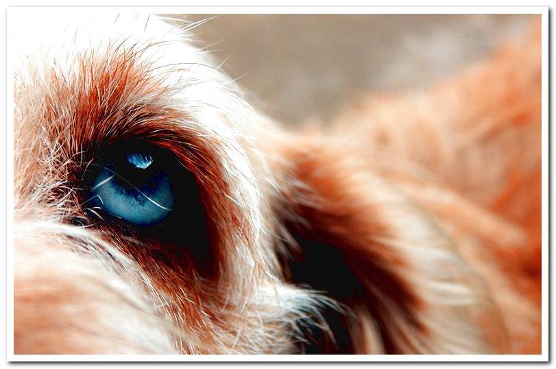 Canine Uveitis Treatment