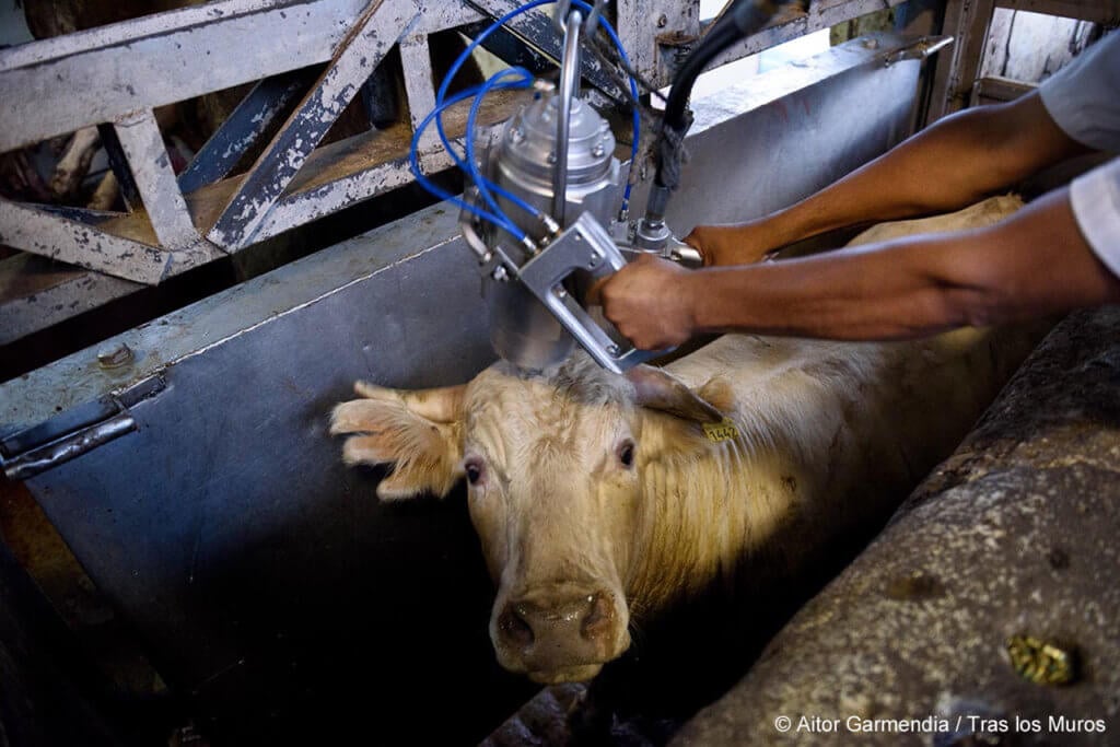 Captive Bolt Cow: Humane Slaughter Method