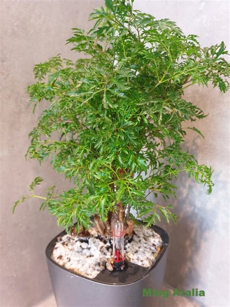 Care For Ming Aralia