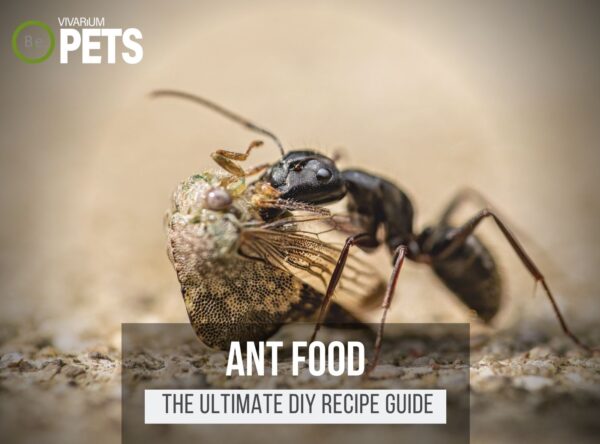 Carpenter Ant Food: Effective Diy Traps To Eradicate Colonies