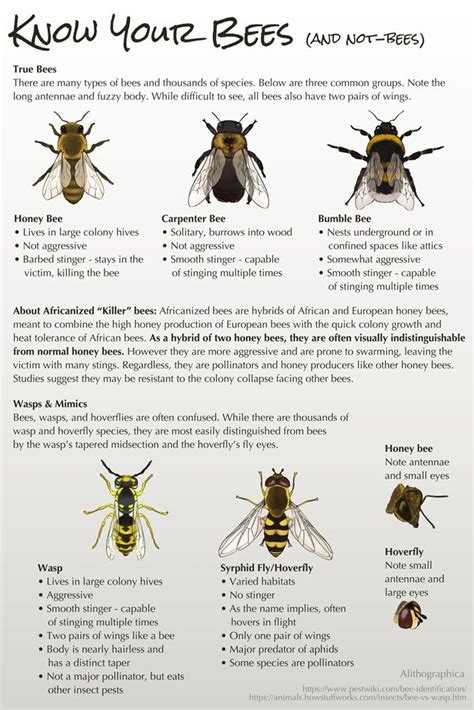 Carpenter Bees Stingers: Facts Revealed