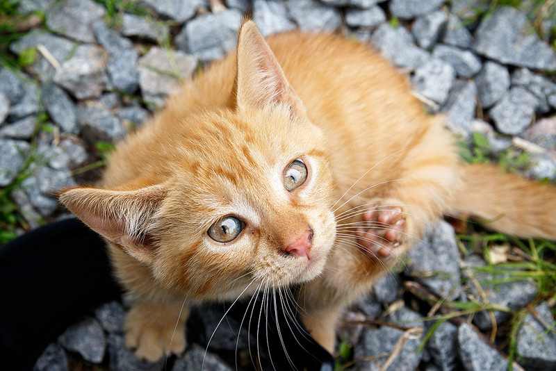 Cat Dry Scabby Skin Remedies: Heal Fast