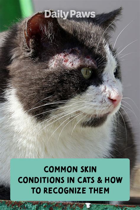 Cat Skin Problems Photos