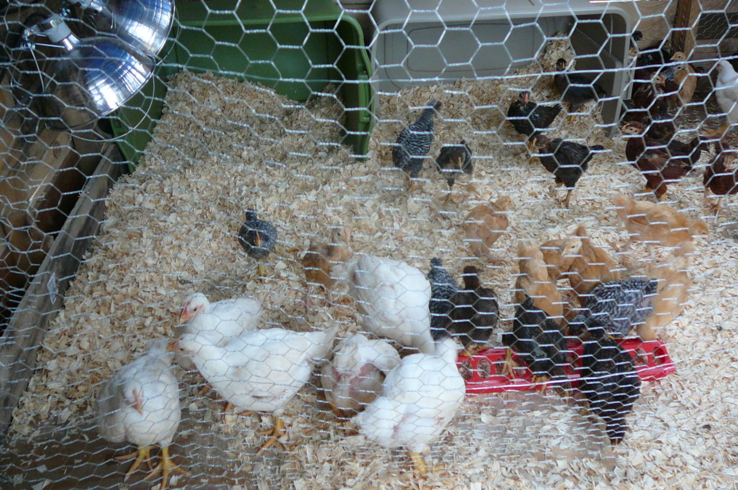 Chickens Meat Birds