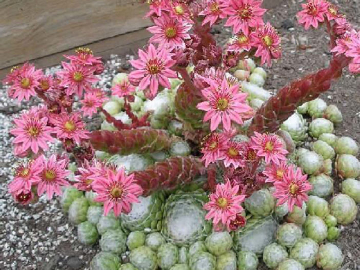 Chicks And Hens Plant Care Chicks And Hens Plant Care