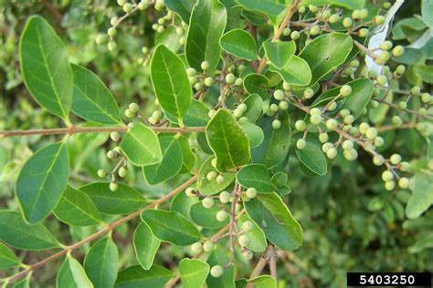 Chinese Privet Characteristics