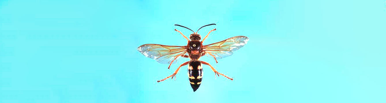 Cicada Killer Sting Wound