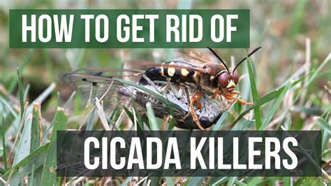 Cicada Killer Wasp Extermination