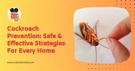 Cockroach Season Florida
