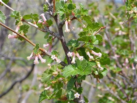 Colorado Bushes Identification