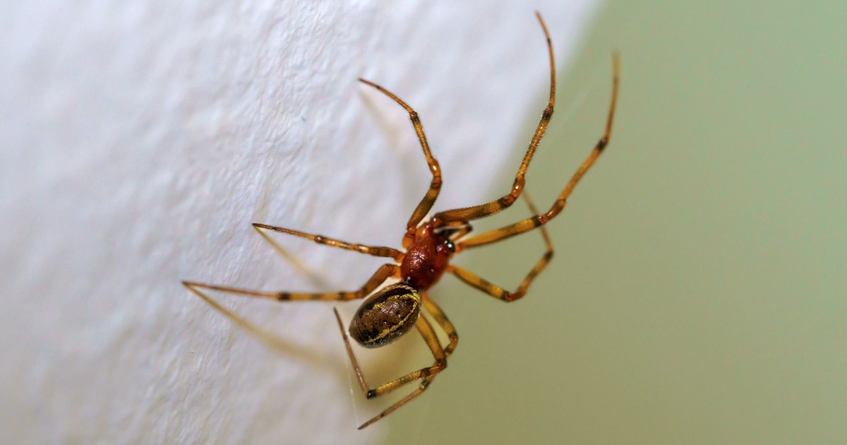 Common Spiders Of Pennsylvania