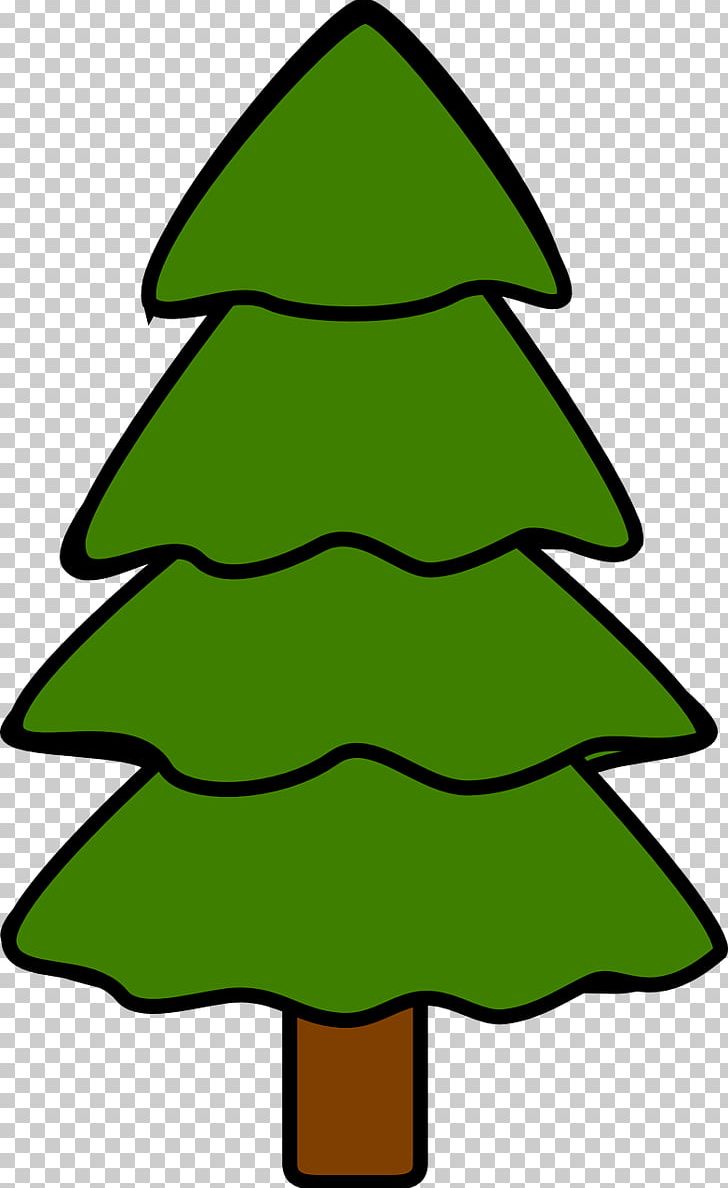 Concolor Pine Tree