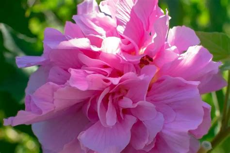 Confederate Rose Bush Care