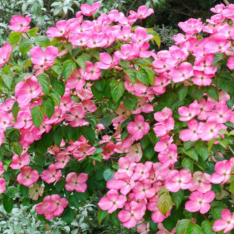 Cornus Kousa Satomi Dogwood: Vibrant Blooms Guaranteed