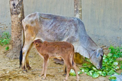 Cow Ate The Cabbage