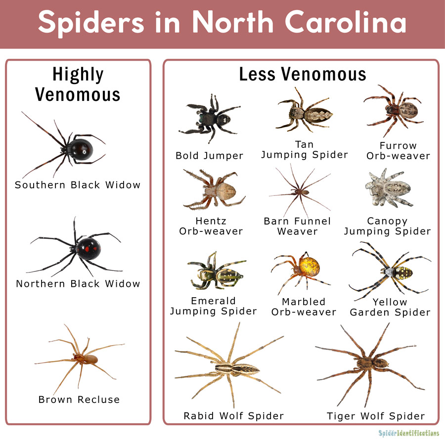 Deadly Spiders In North Carolina