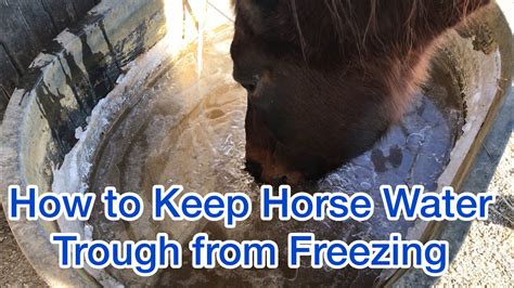 Deep Horse Trough Solutions: Watering Made Easy Deep Horse Trough Solutions: Watering Made Easy