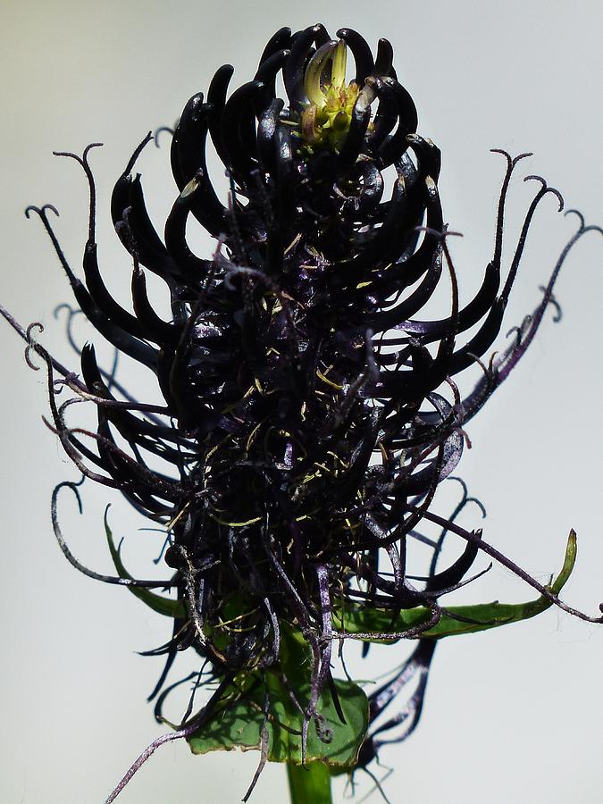 Devils Claw Flower