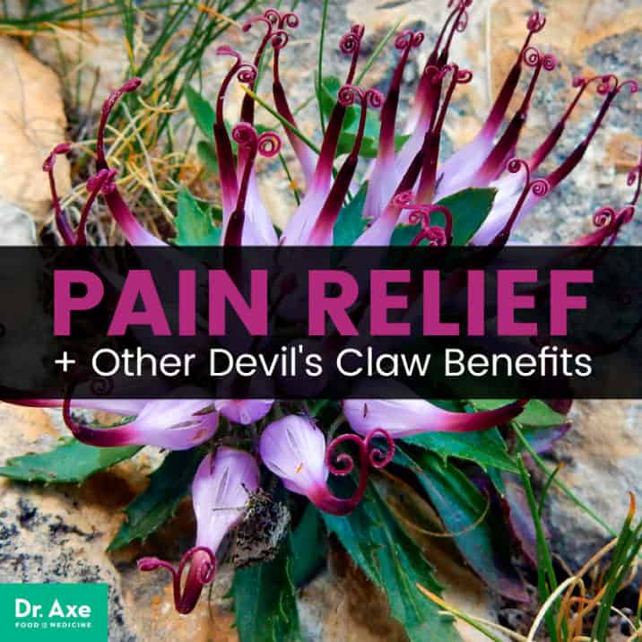 Devils Claw Plant: Soothe Arthritis Symptoms