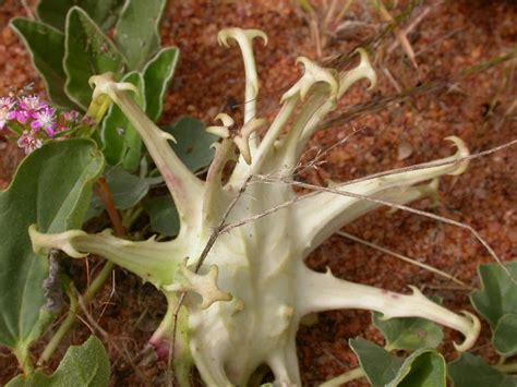 Devils Claw Plant Devils Claw Plant