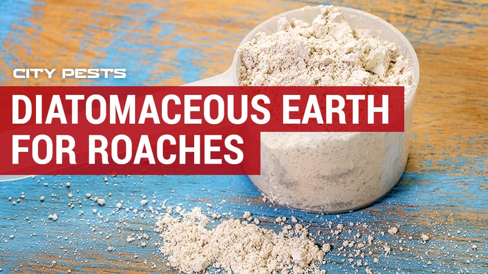 Diatomaceous Earth Roaches