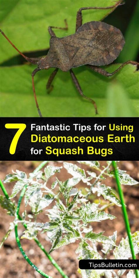 Diatomaceous Earth Squash Bugs