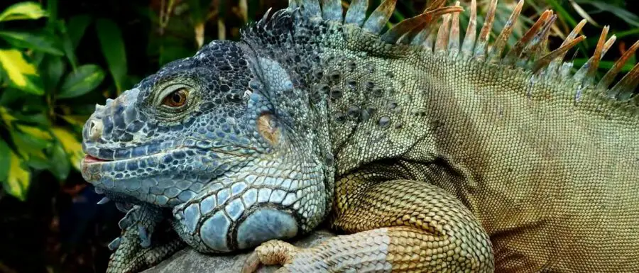 Do Iguanas Attack Do Iguanas Attack