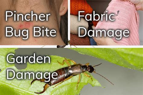 Do Pincher Bugs Bite Humans Do Pincher Bugs Bite Humans