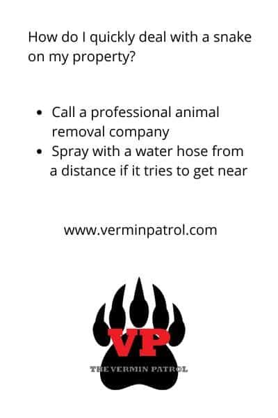 Do Snake Repellents Work And Should You Use Them The Vermin Patrol Do Snake Repellents Work And Should You Use Them The Vermin Patrol