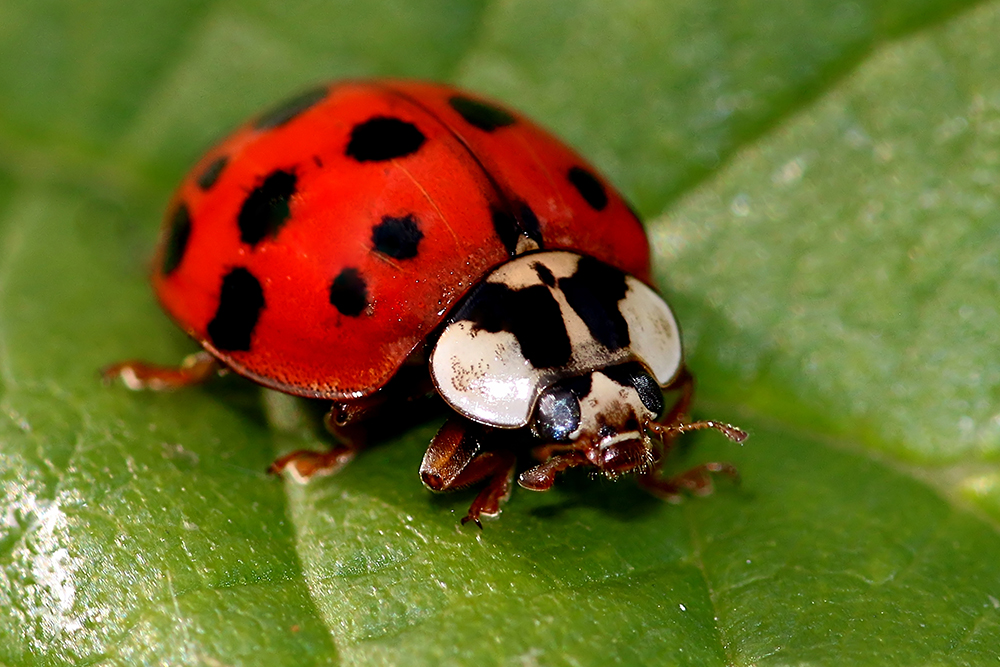 Does Asian Beetles Bite