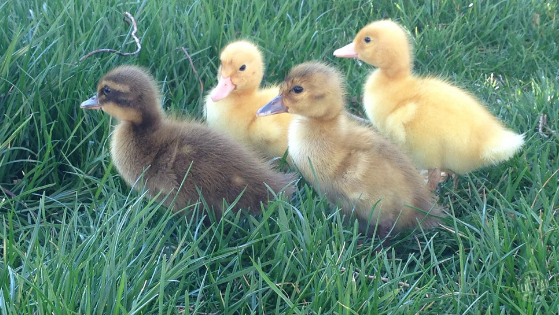Does Homesteading Save Money