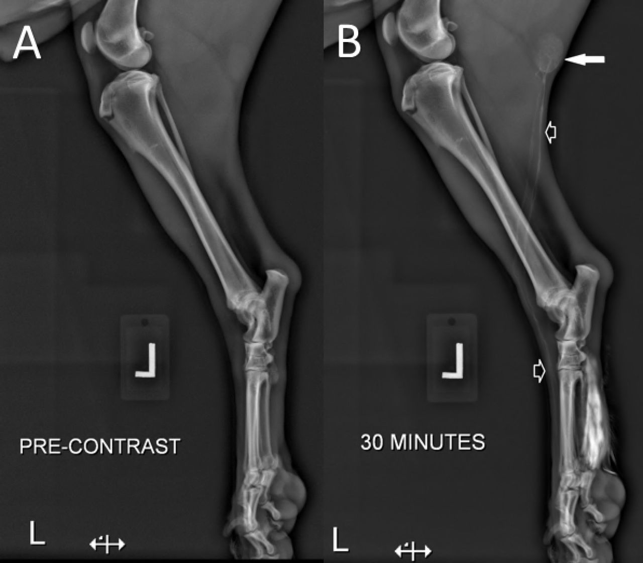 Dog Inguinal Lymph Nodes Explained