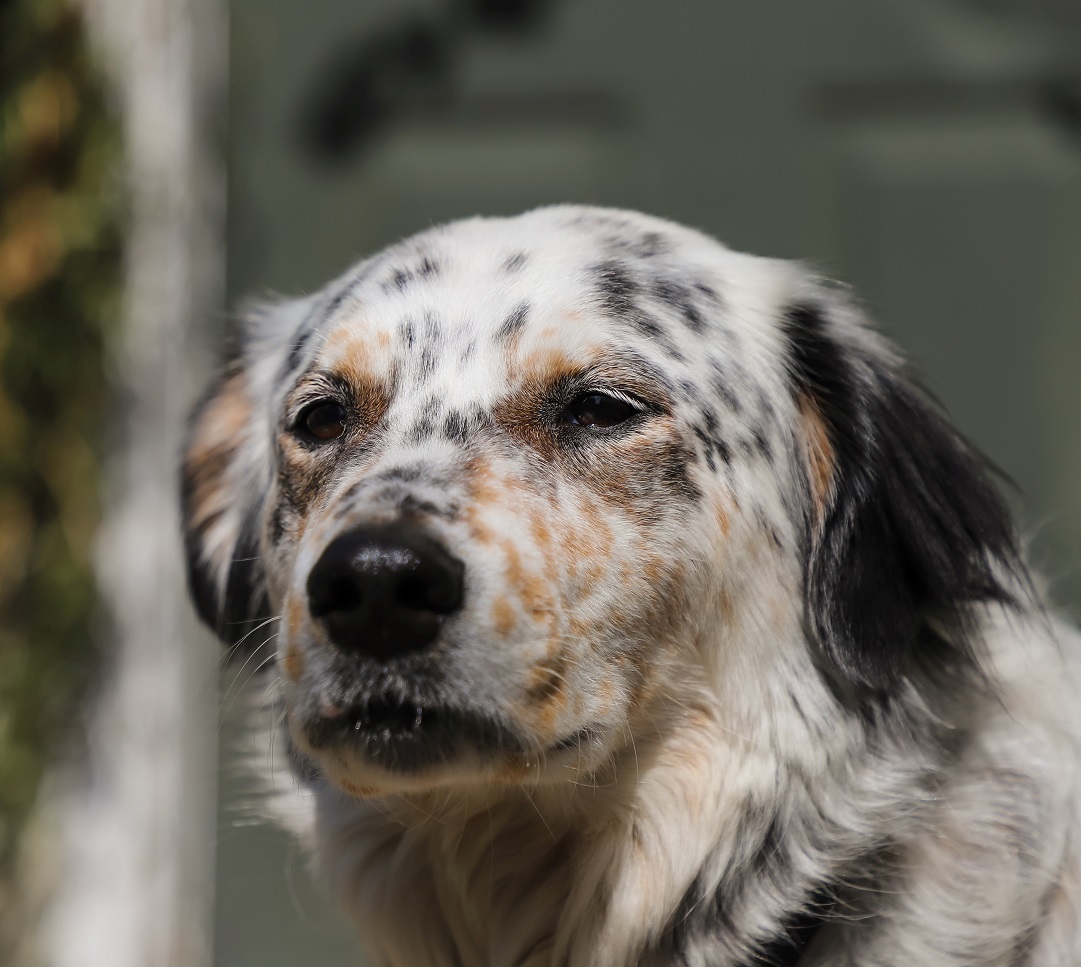 Dog Mouth Melanoma: Symptoms And Treatment