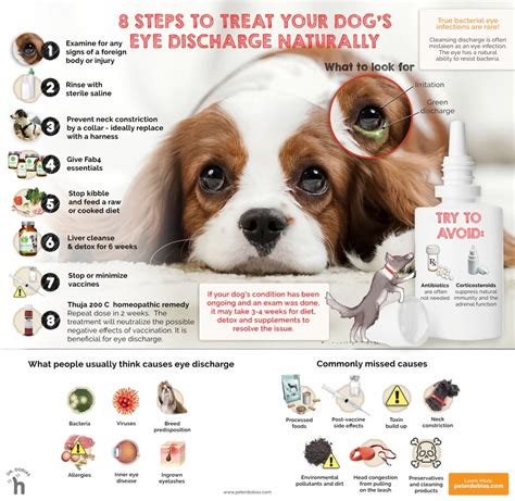 Dogs Eye Gunk Guide: Healthy Vision Solutions