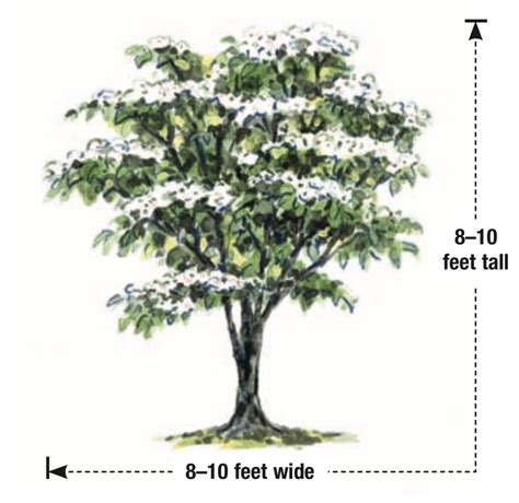Dogwood Tree Zone 3: Growing Guide Dogwood Tree Zone 3: Growing Guide