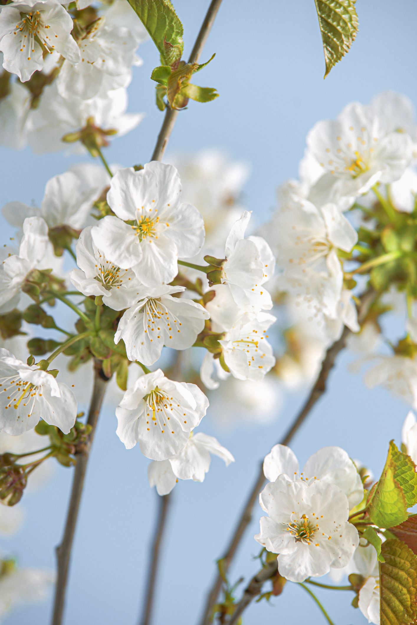 Early White Flowering Tree