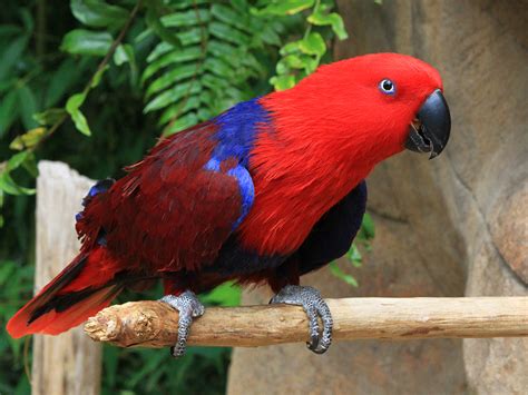 Eclectus Parrot Lifespan Secrets Revealed