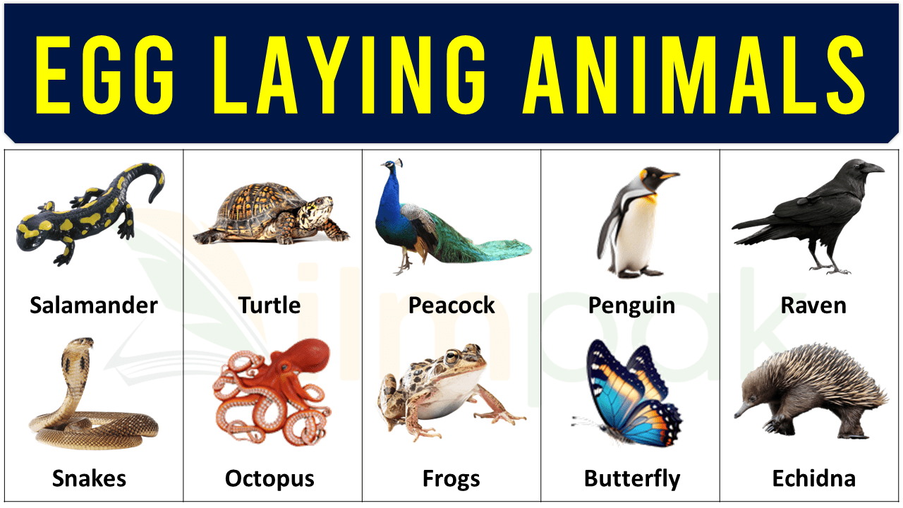 Egg Laying Mammals List