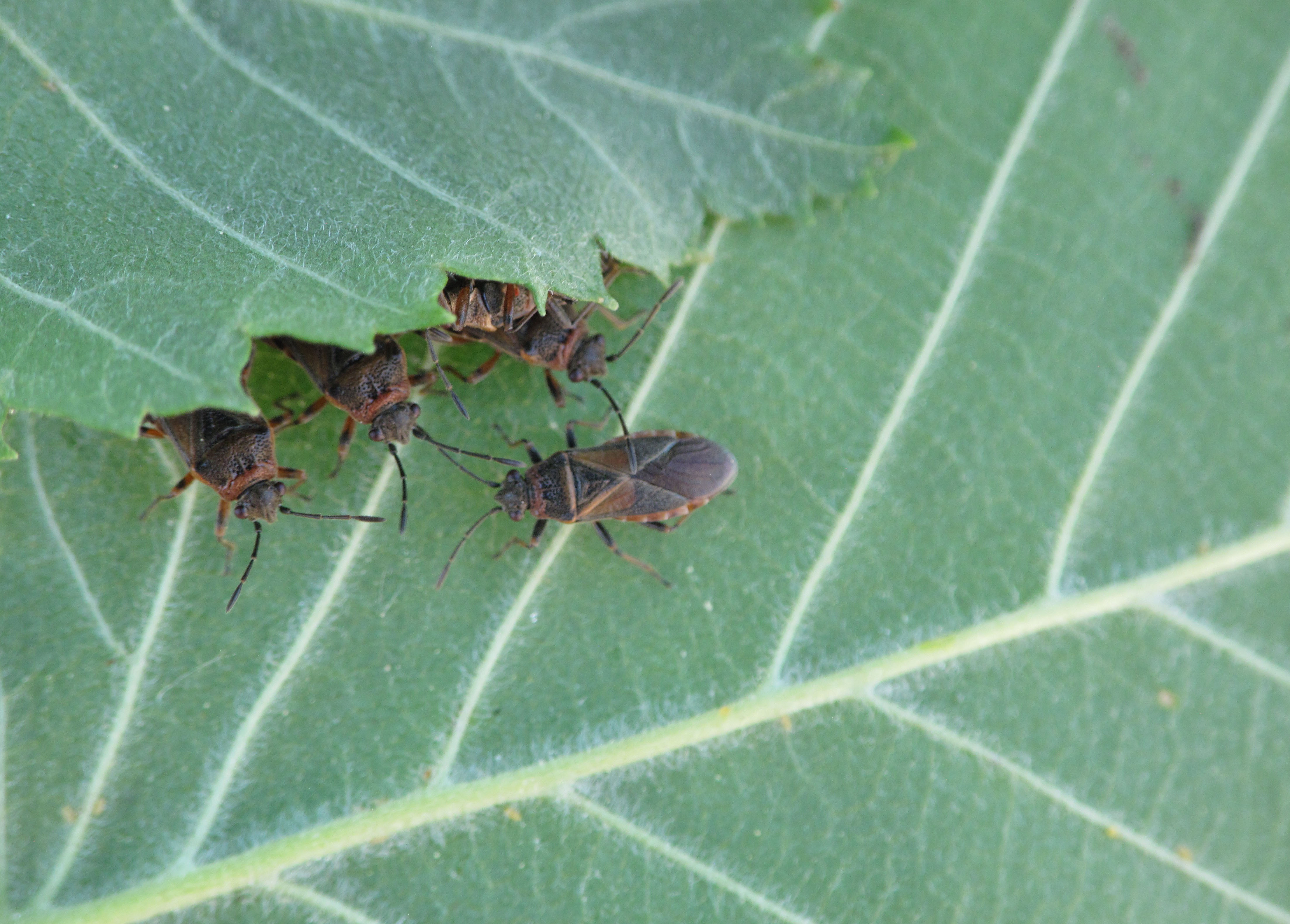 Elm Seed Bug Life Cycle