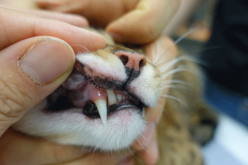 Eosinophilic Granuloma Cat Lip Treatment