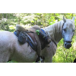 Epm Horses Treatment Epm Horses Treatment