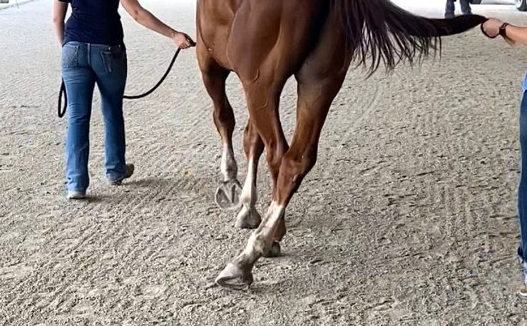 Epm Meds For Horses Epm Meds For Horses