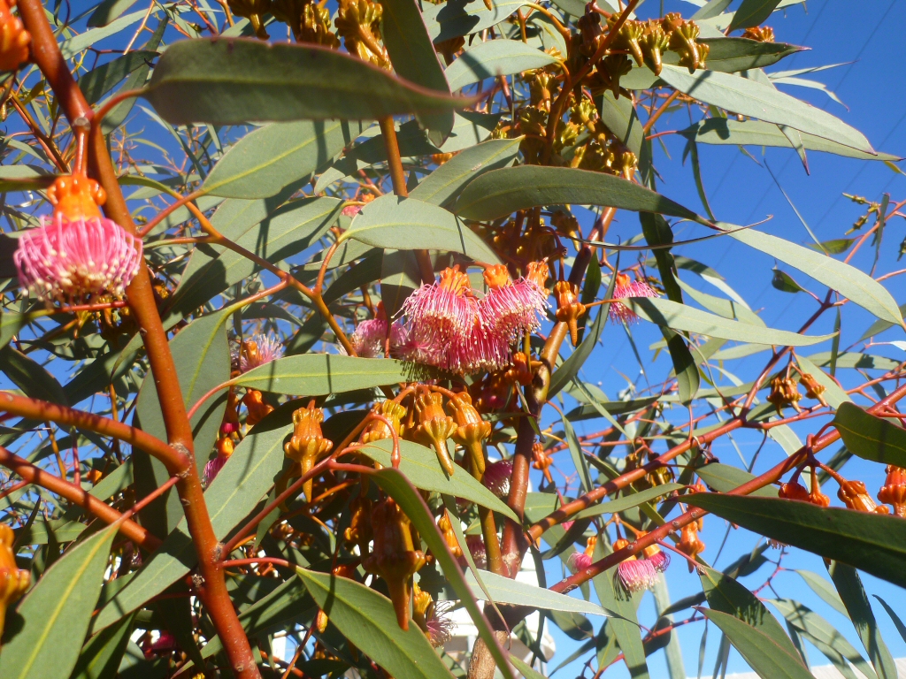 Eucalyptus Torquata Care: Grow Thriving Coral Gum