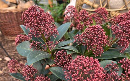 Evergreen Skimmia Growing Guide
