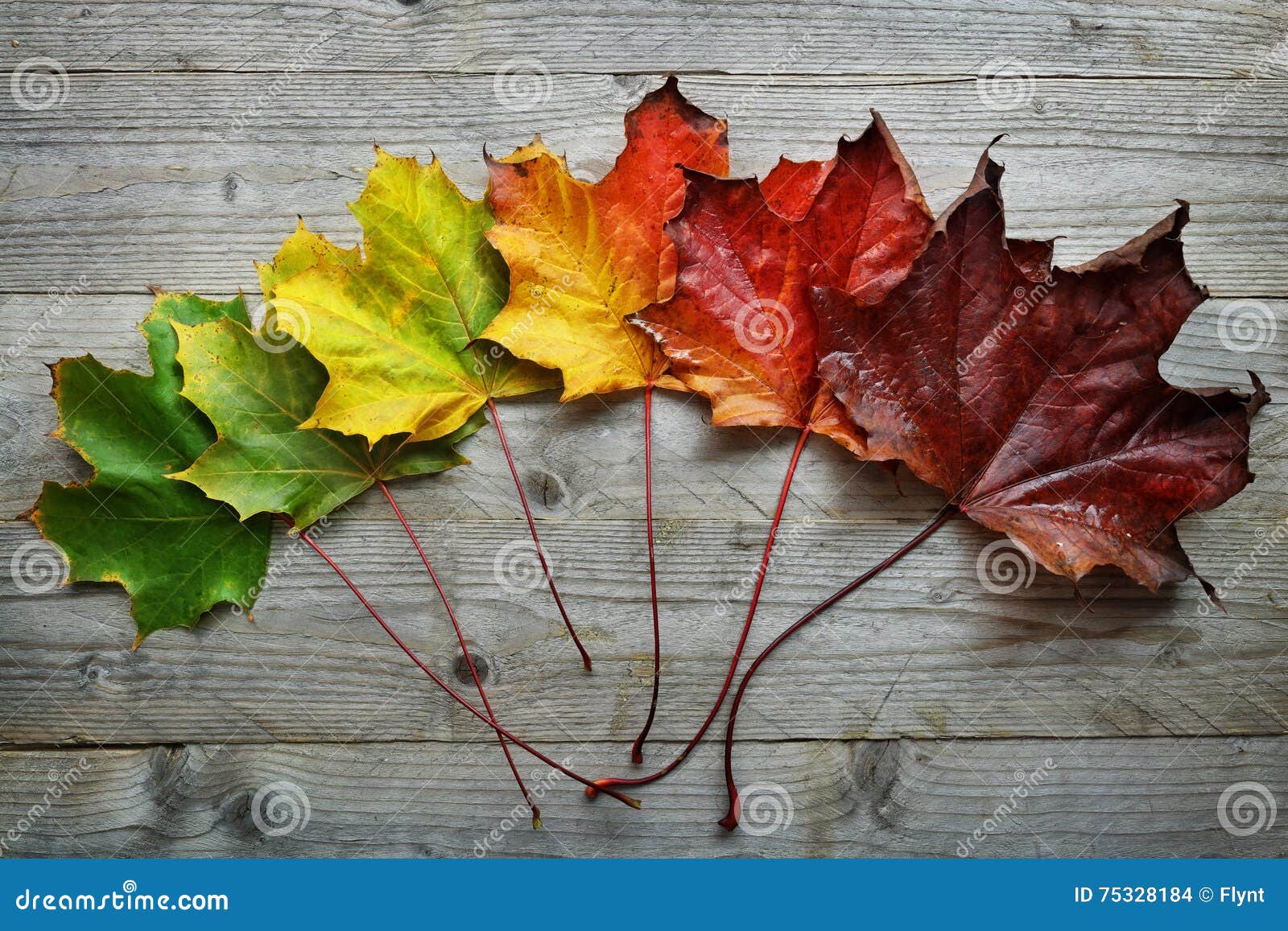 Fall Season Change